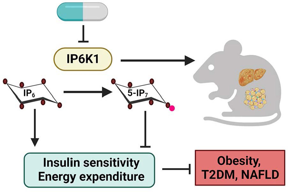 Visual reprensentation of tDeciphering metabolic functions of the E3 ligase Ube4A.