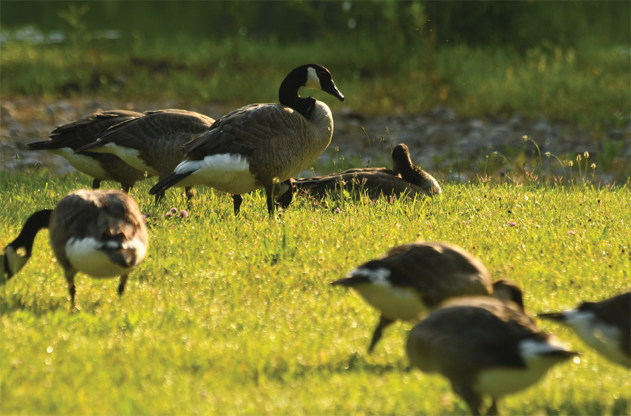 Geese gather in a field in the sunshine. One goose stands tall while the others bend over to eat.